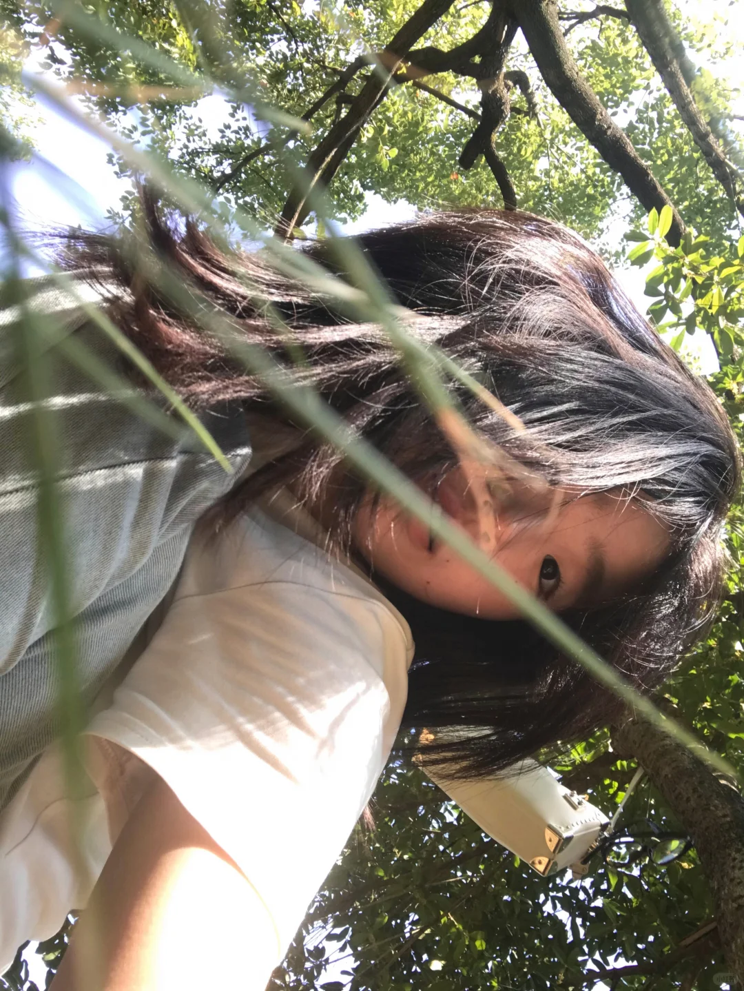 此刻太阳是树的心脏🌲