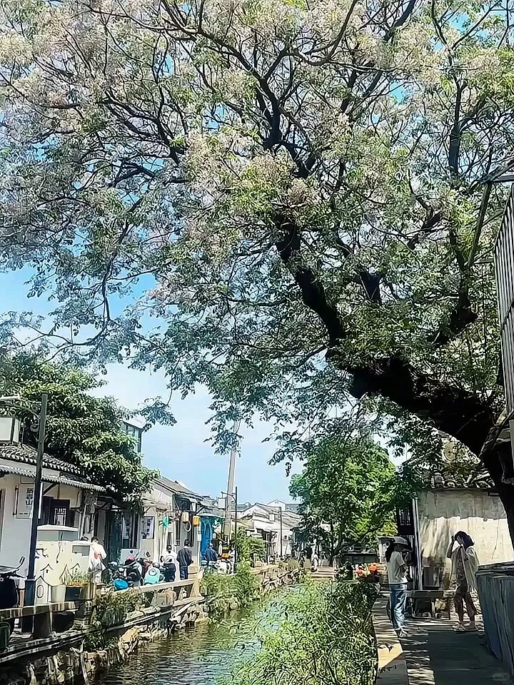 琴什么话？！⌯^ÒωÓI|^⌯！