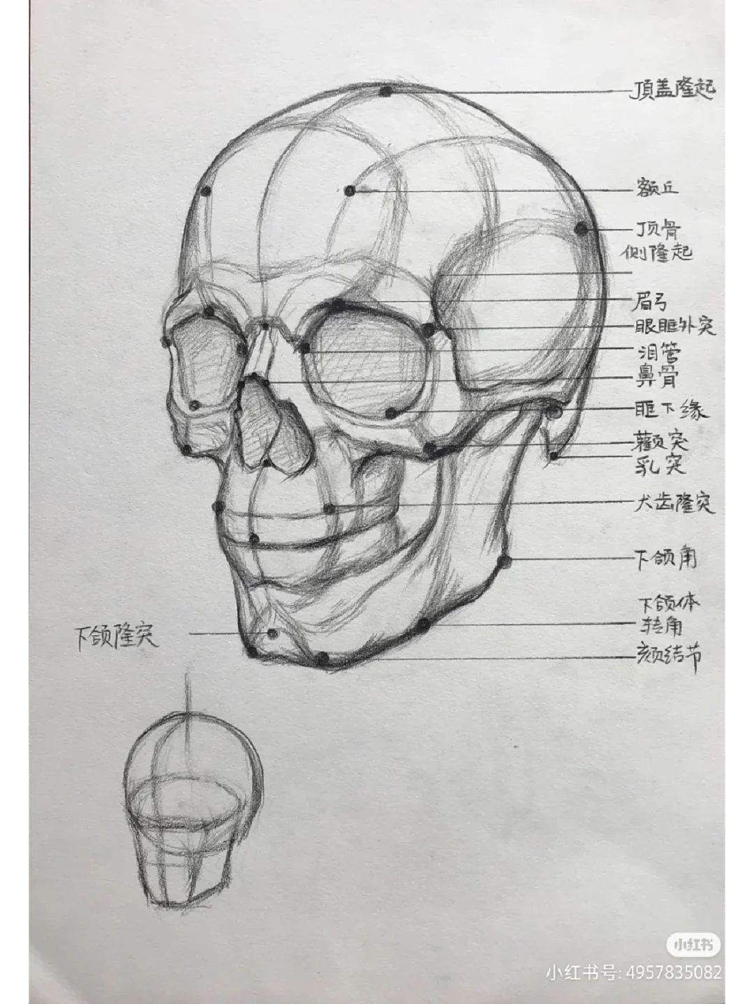 头像骨点，透视线，画不好的小伙伴，赶紧收