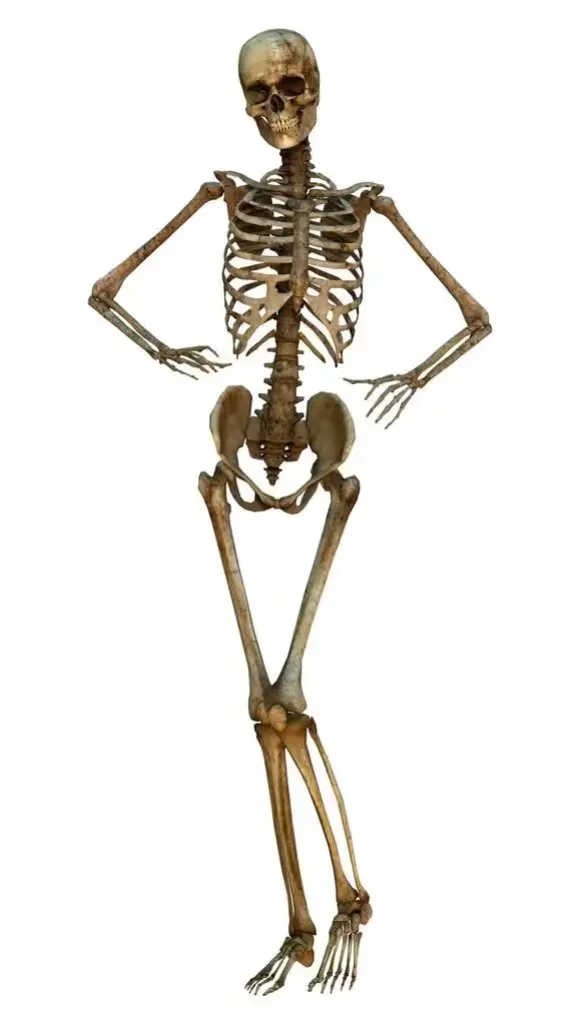 人体真是太简单了2