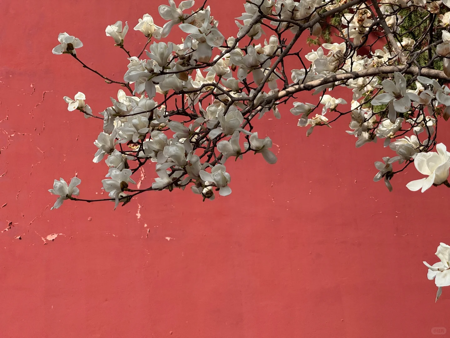 北京赏花丨太庙红墙玉兰配马面绝啦❗️