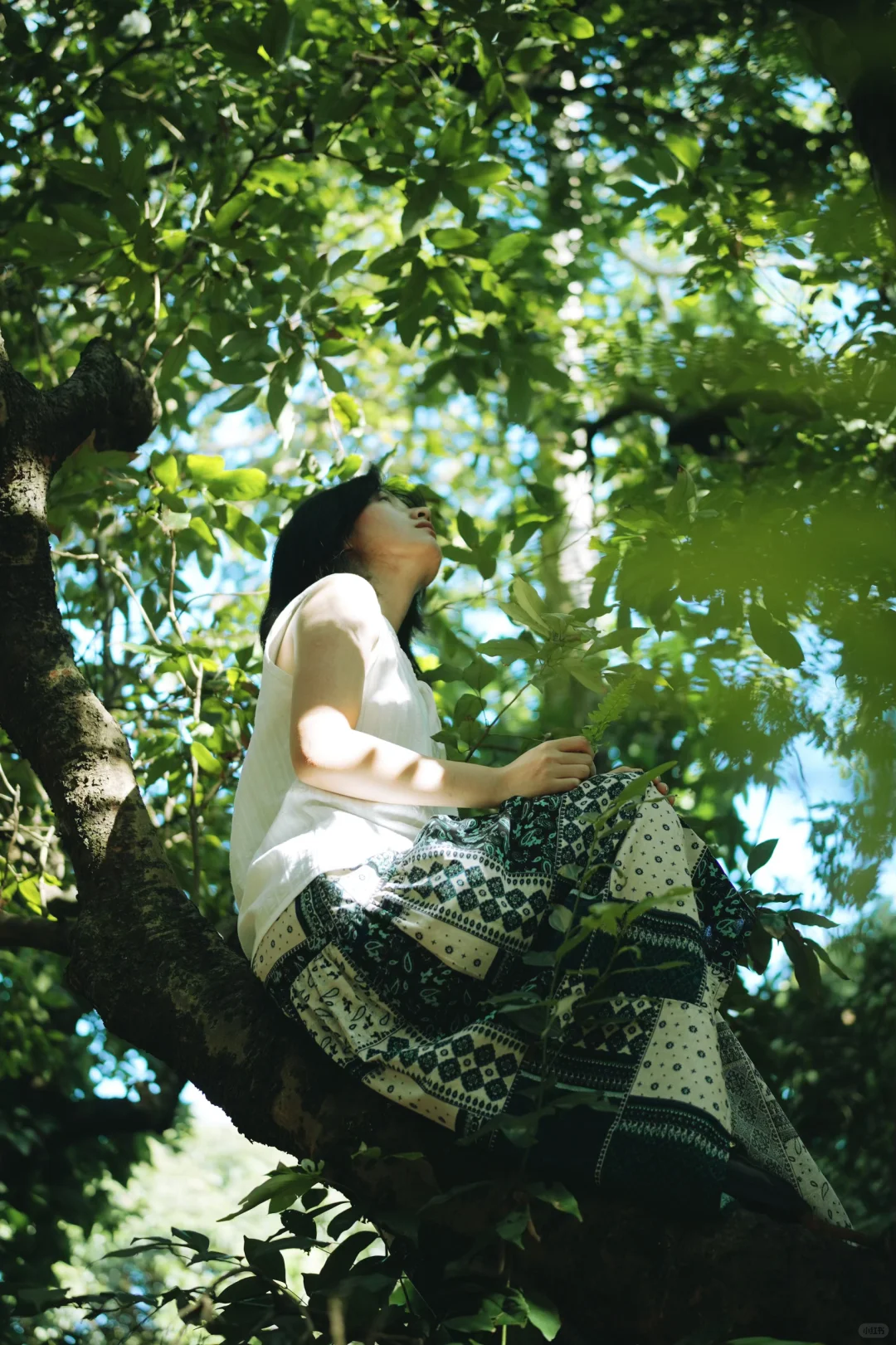 树是夏天的脉络