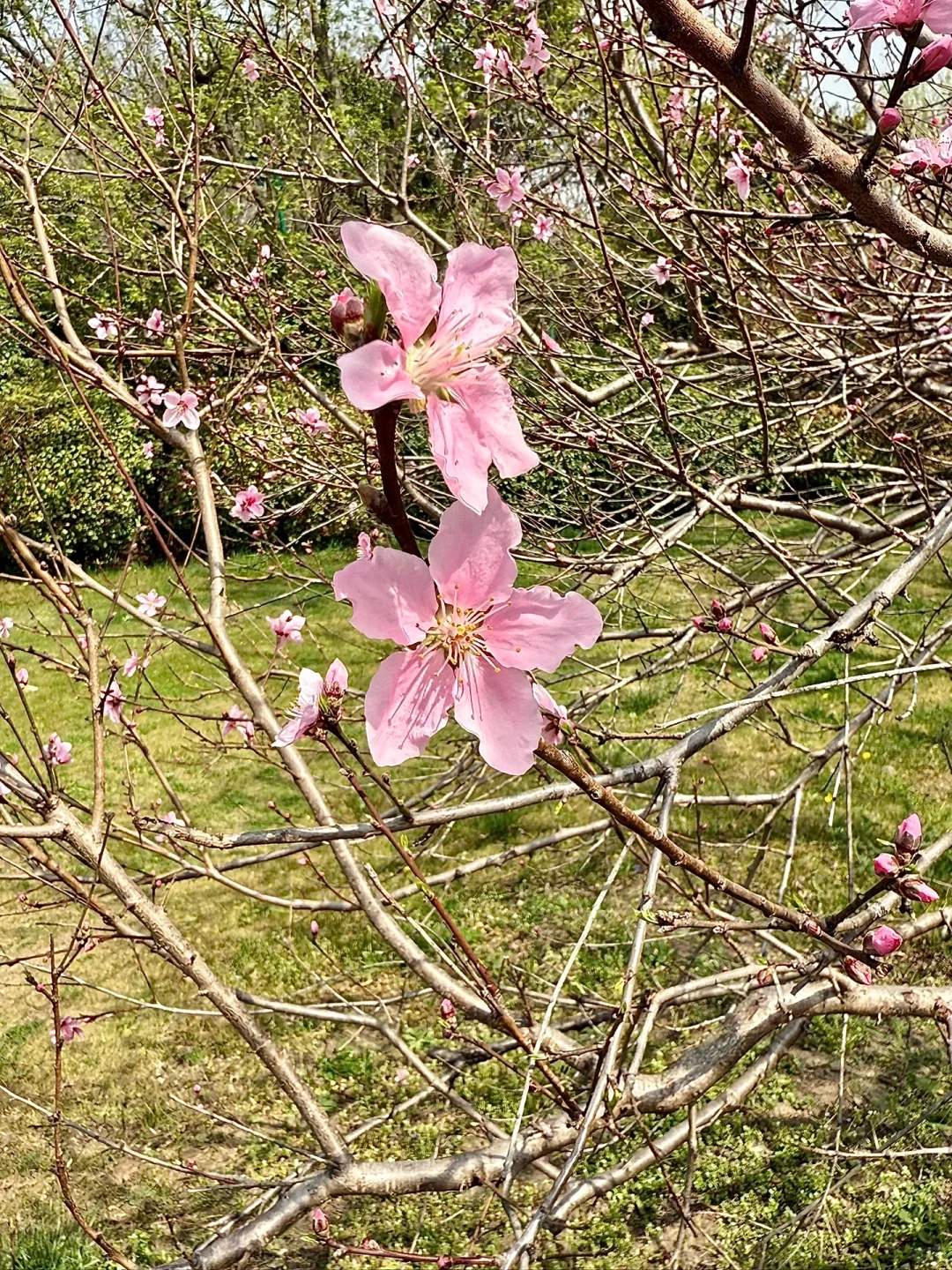 扬大的花开了🌸