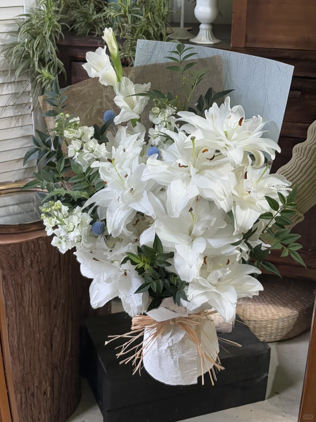 Lily🕊️🕊️🕊️她真像一位优雅的女士🌿🕊️