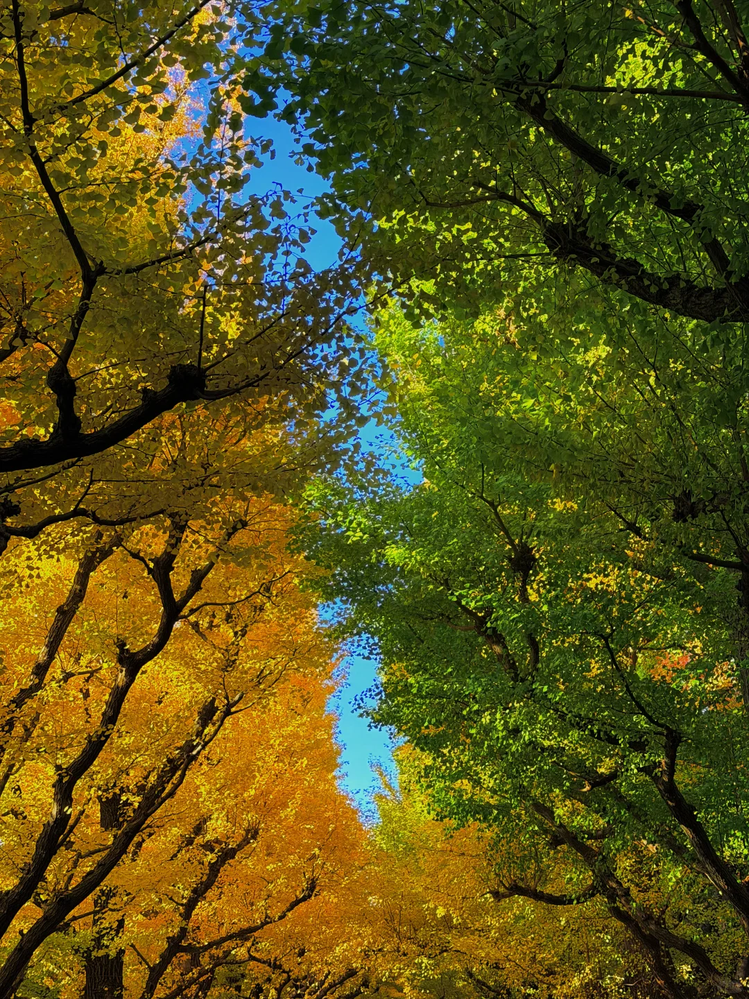 秋先生与夏女士