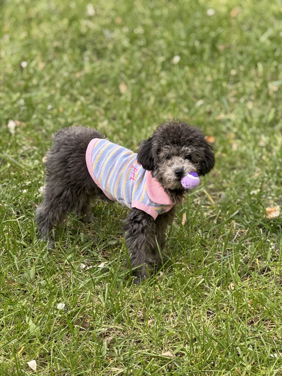 六月龄轻熟女的晨跑写真🐕&zwj;🦺