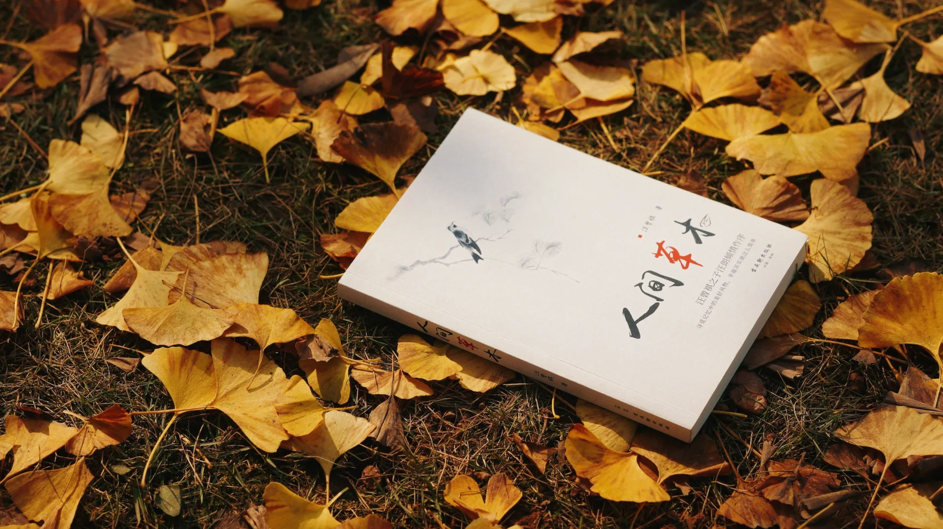 素人写真 | 素人也可以当自己的文艺女主角