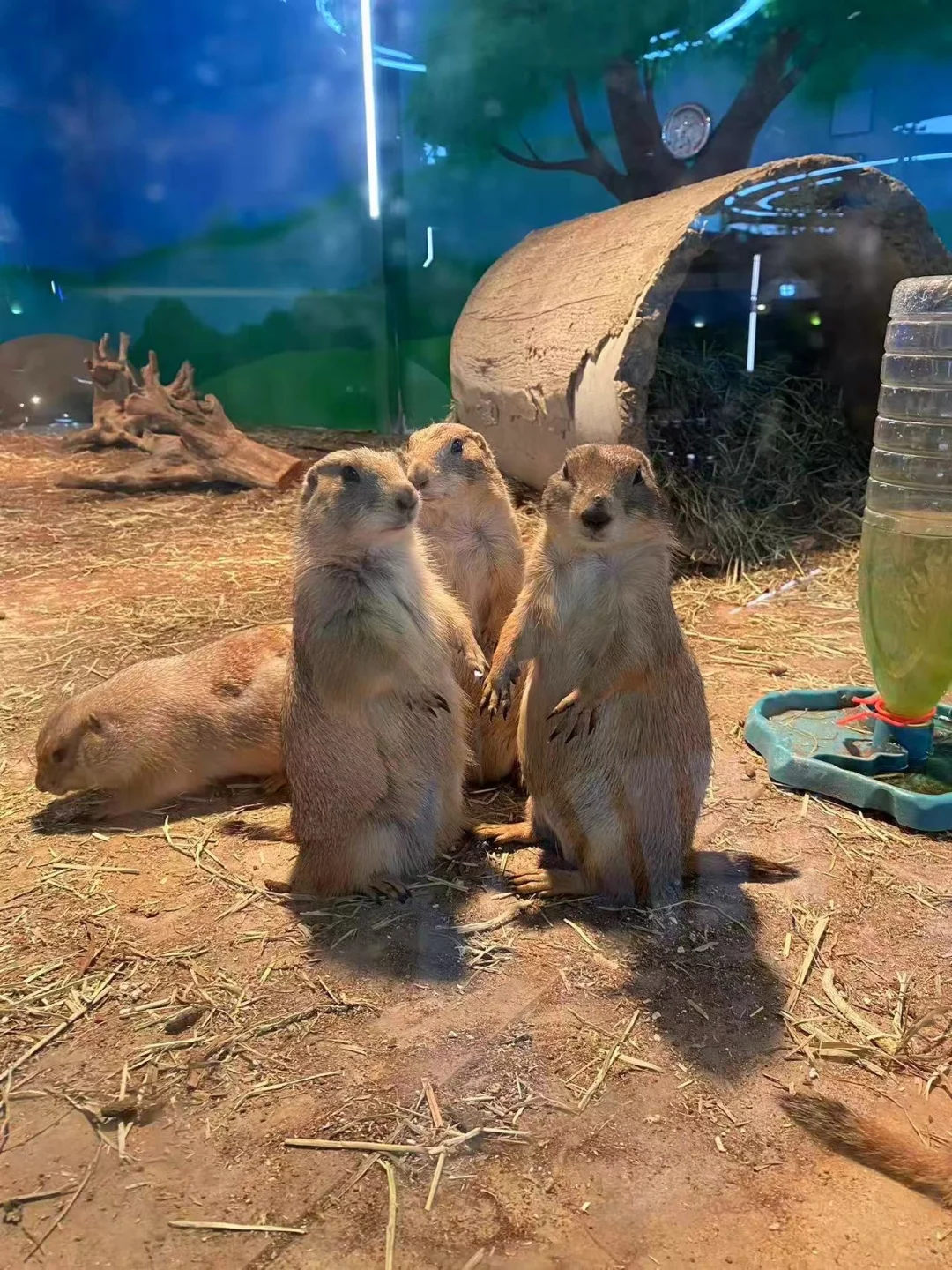 七河八岛音乐节果然不一般。。。