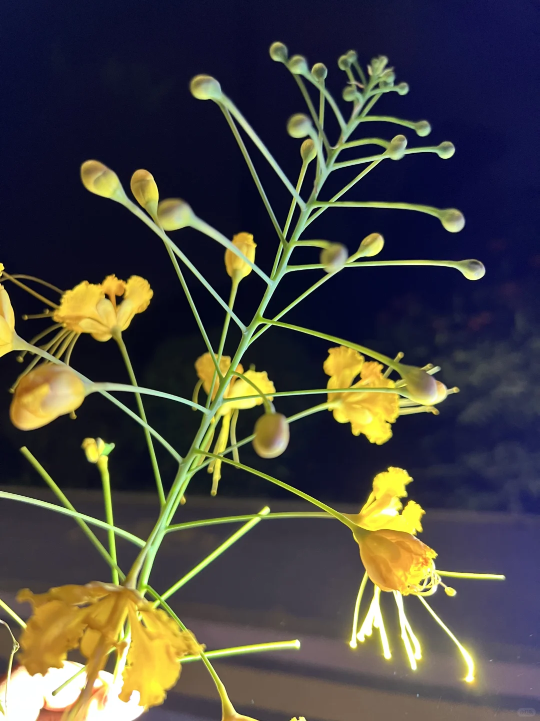 太美啦！快去拍！