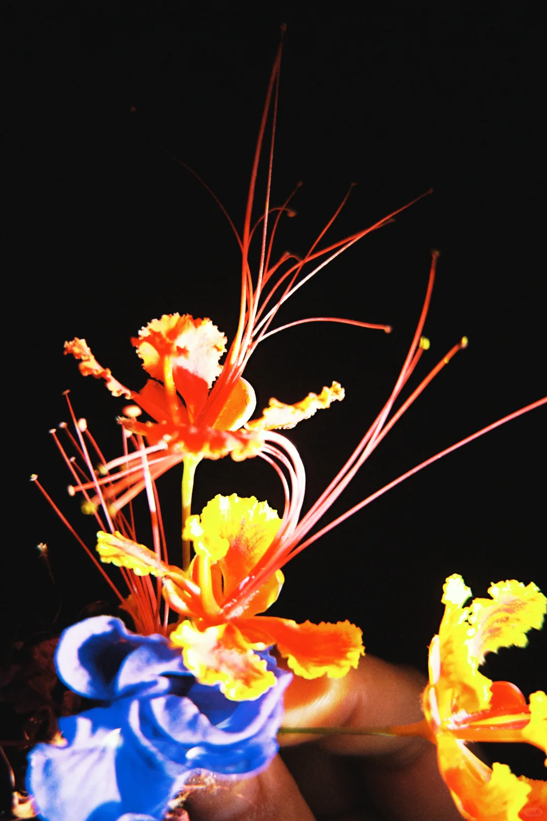 太美啦!快去拍!