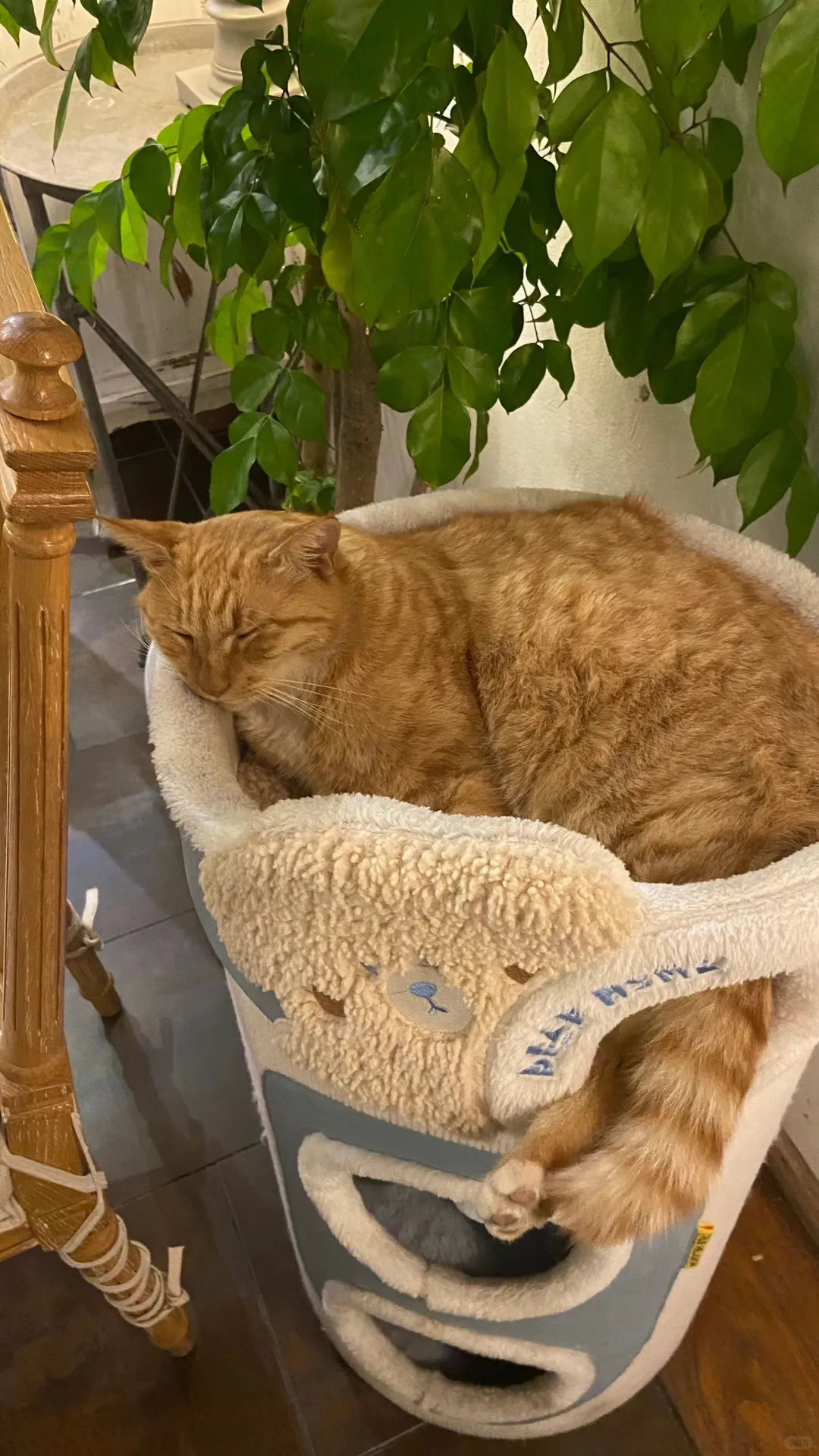 求帮忙给配个bgm