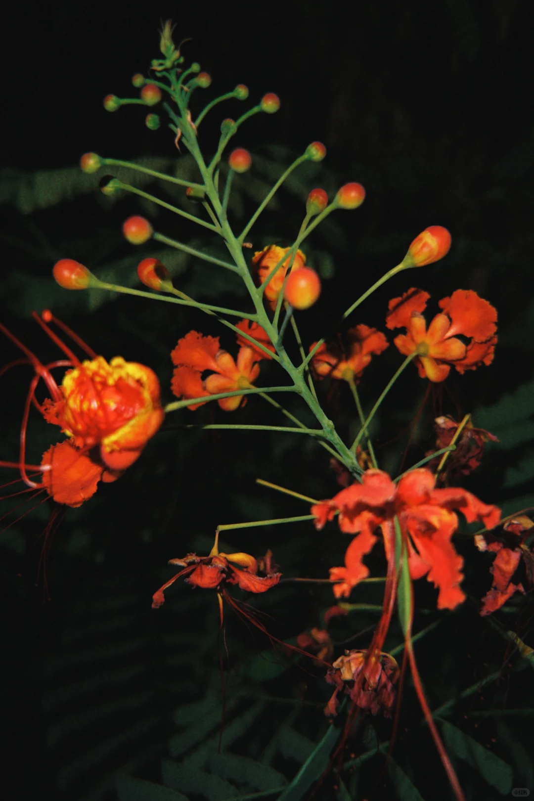 太美啦!快去拍!