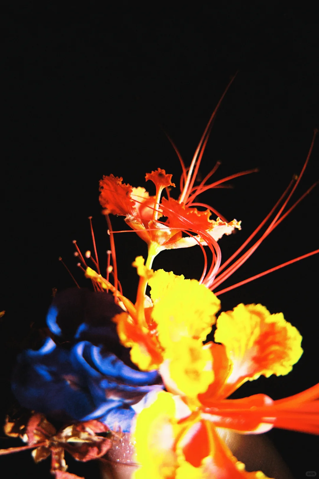 太美啦!快去拍!