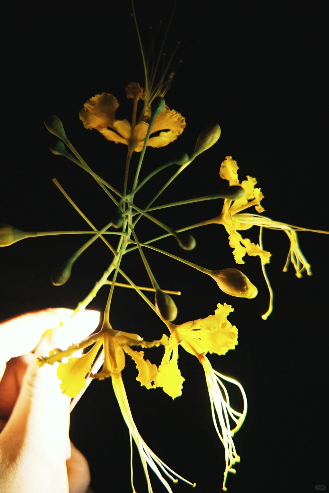 太美啦!快去拍!