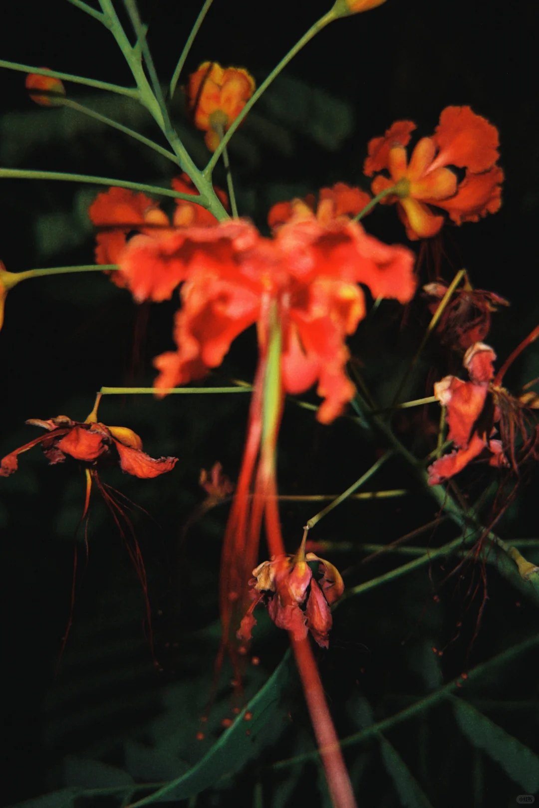 太美啦!快去拍!