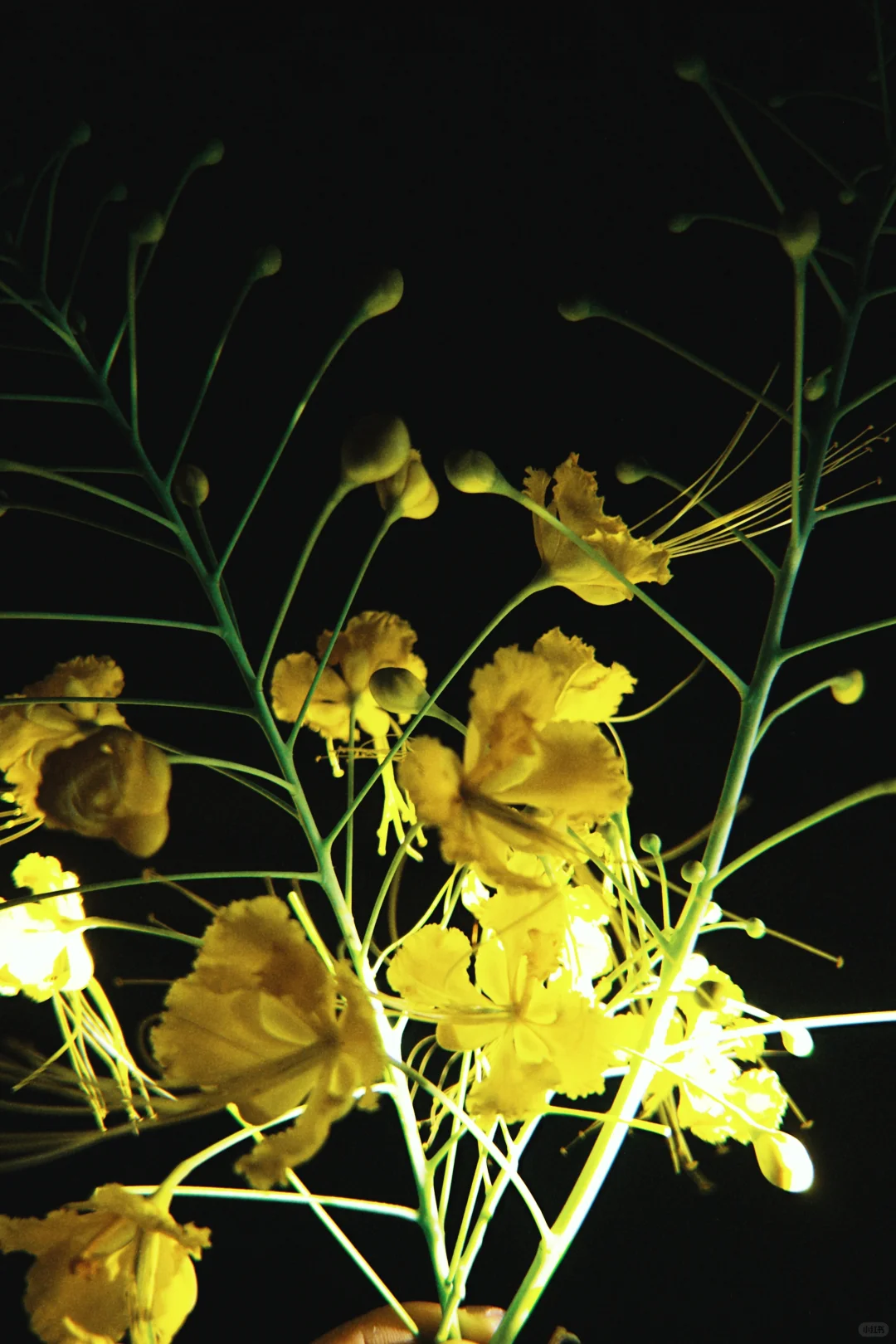 太美啦!快去拍!