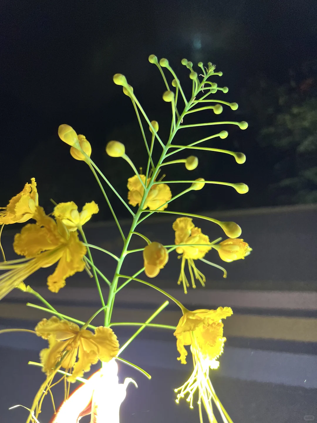 太美啦!快去拍!