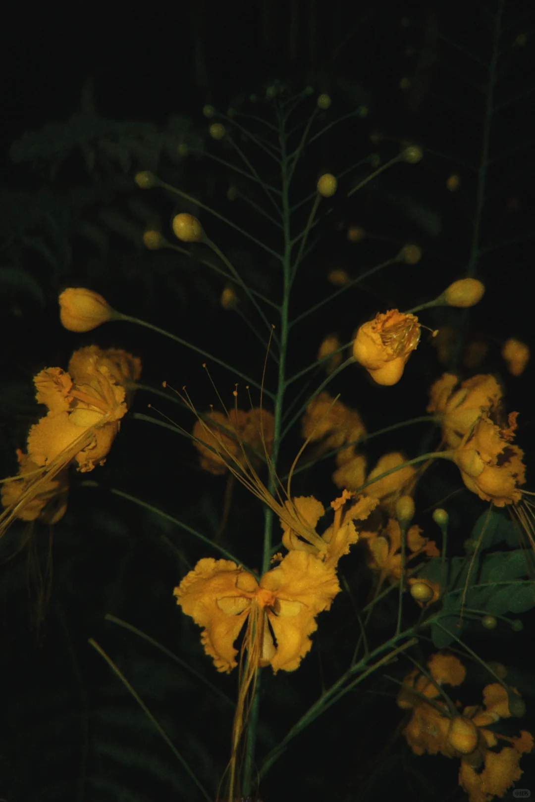 太美啦!快去拍!