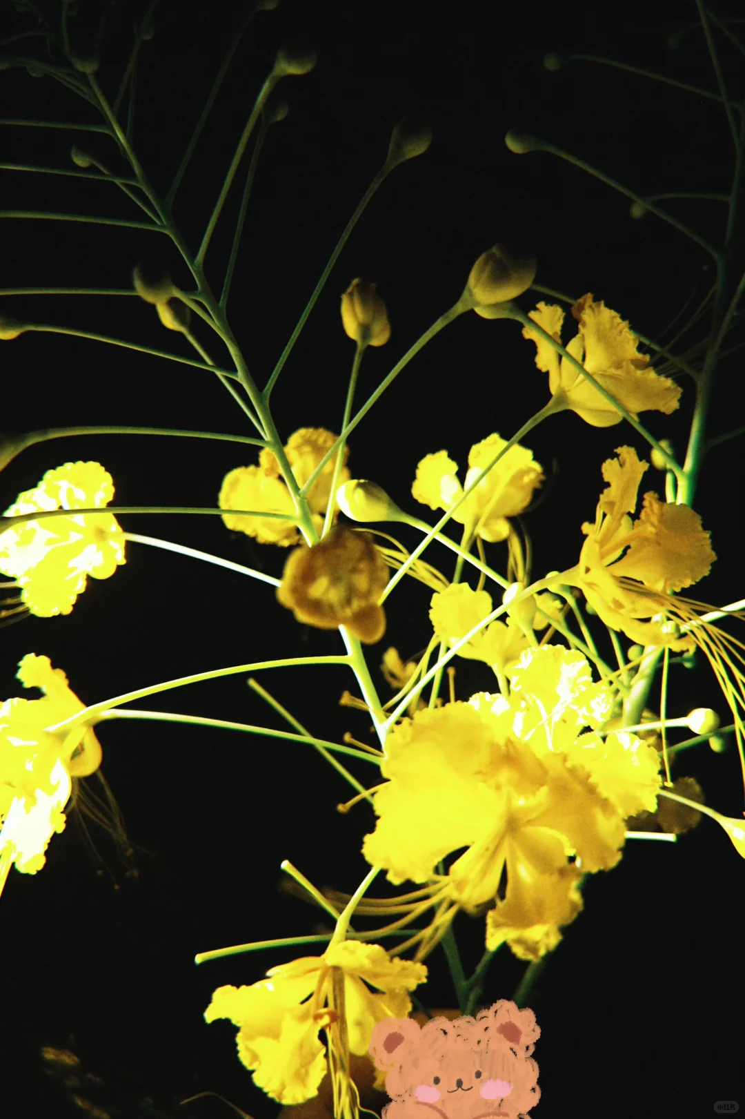 太美啦!快去拍!