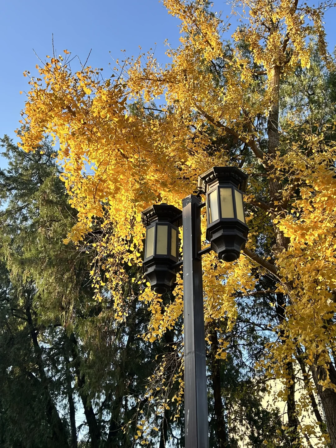 大爷的音响使我的live自带bgm