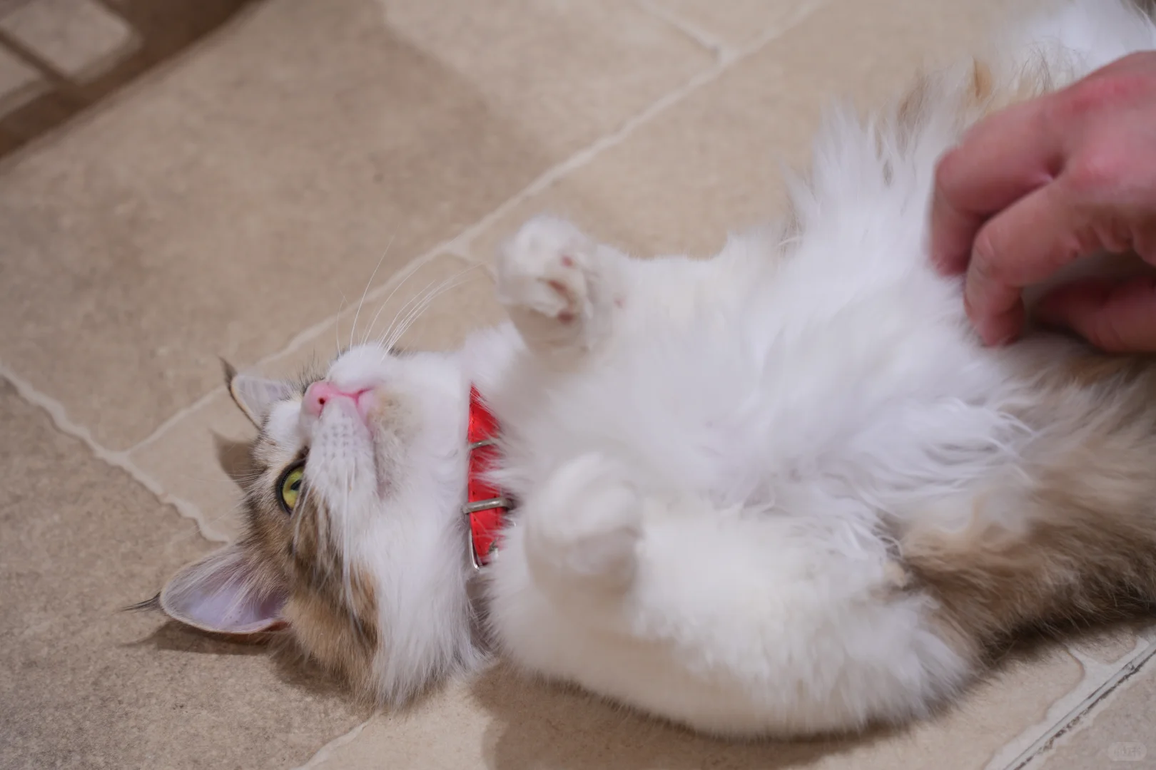 成都老二次元K歌/聚餐