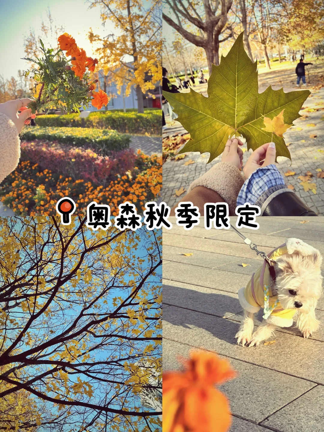 gap year｜奥森秋季限定浪漫