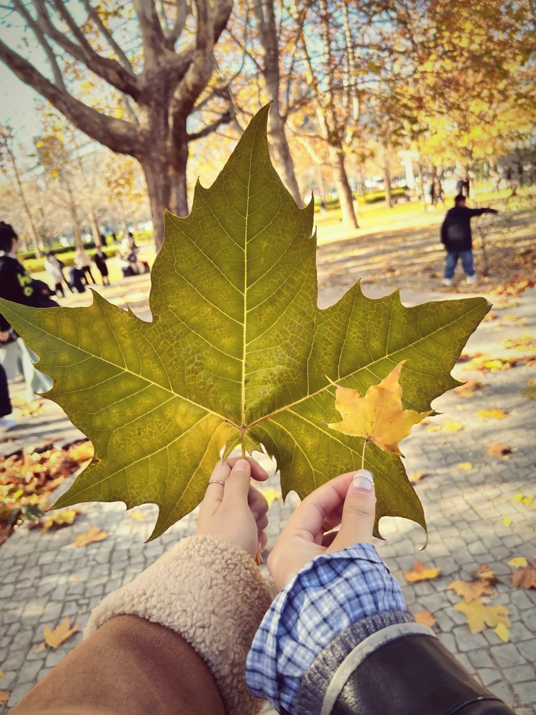 gap year｜奥森秋季限定浪漫
