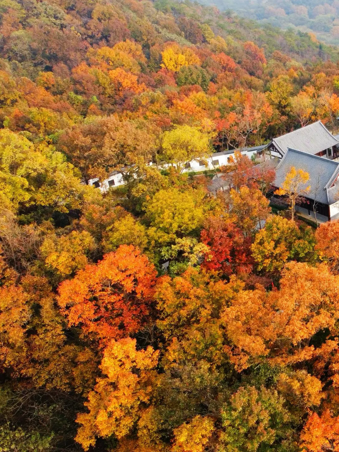 南京秋天的顶配是栖霞山「枫叶+老歌」双杀
