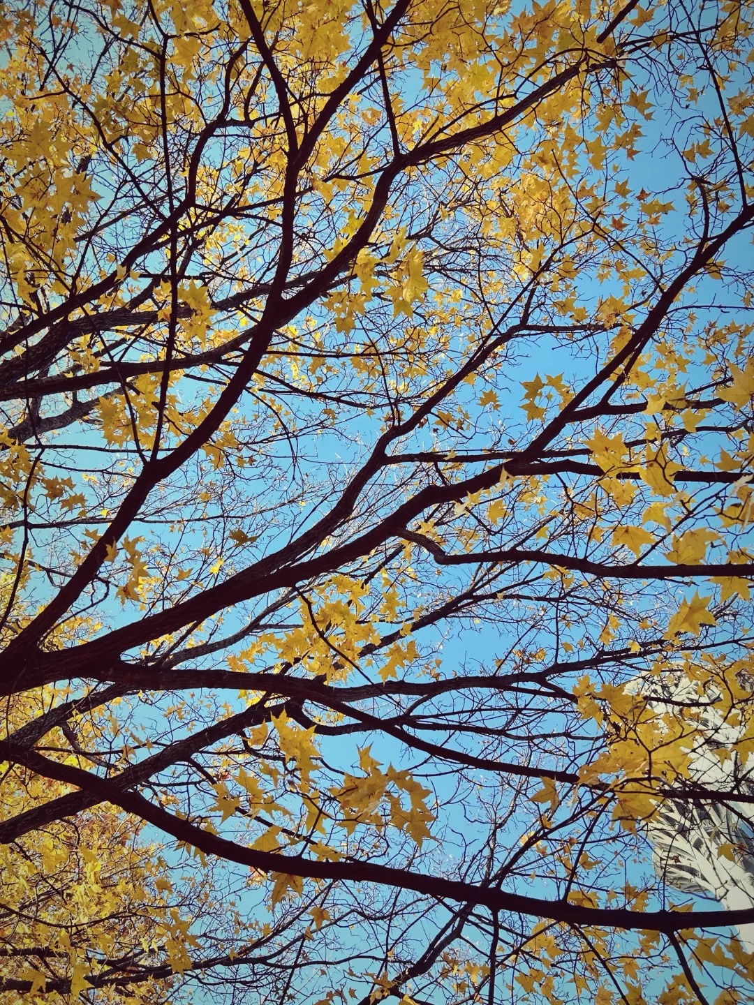 gap year｜奥森秋季限定浪漫