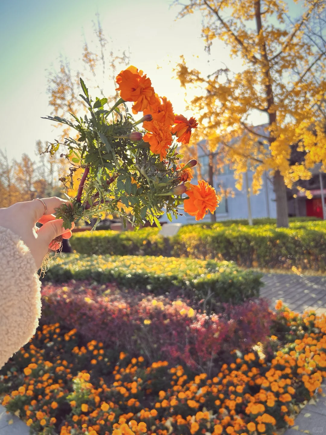 gap year｜奥森秋季限定浪漫