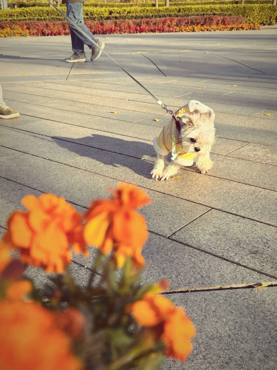 gap year｜奥森秋季限定浪漫