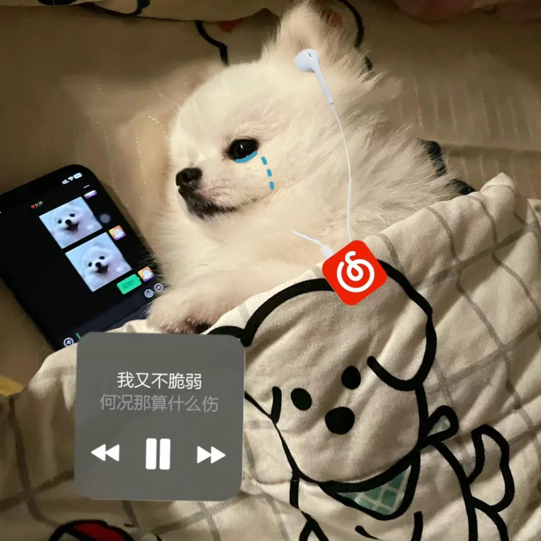 🐶伤心的人别听慢歌🎶