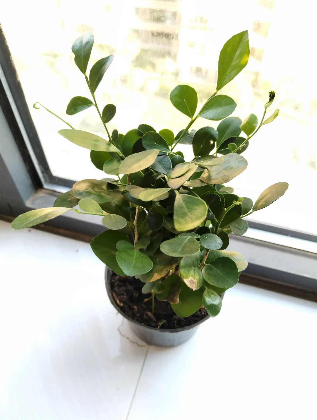 这一周感觉快“燃”尽了。