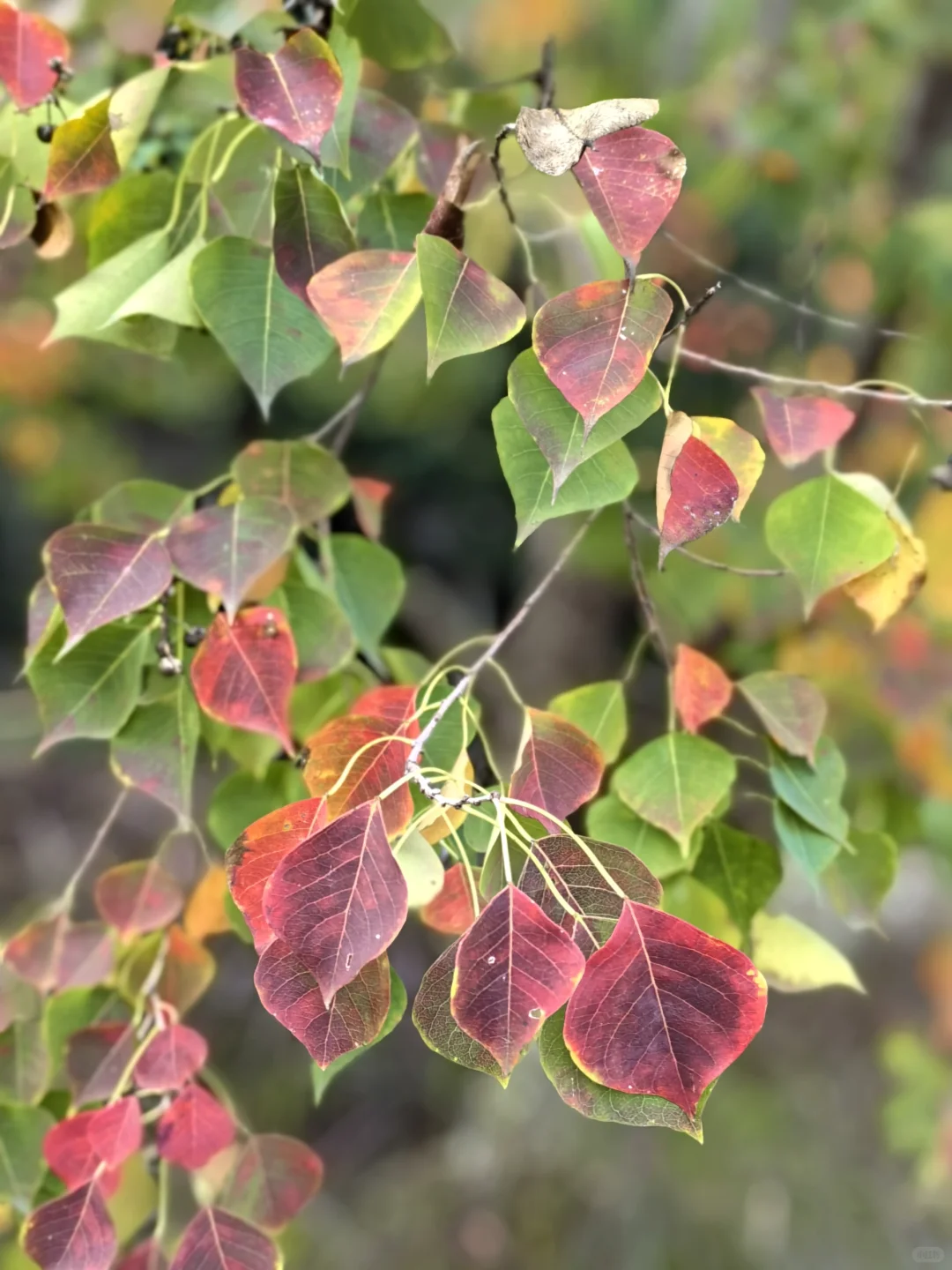 阳光灿烂的日子