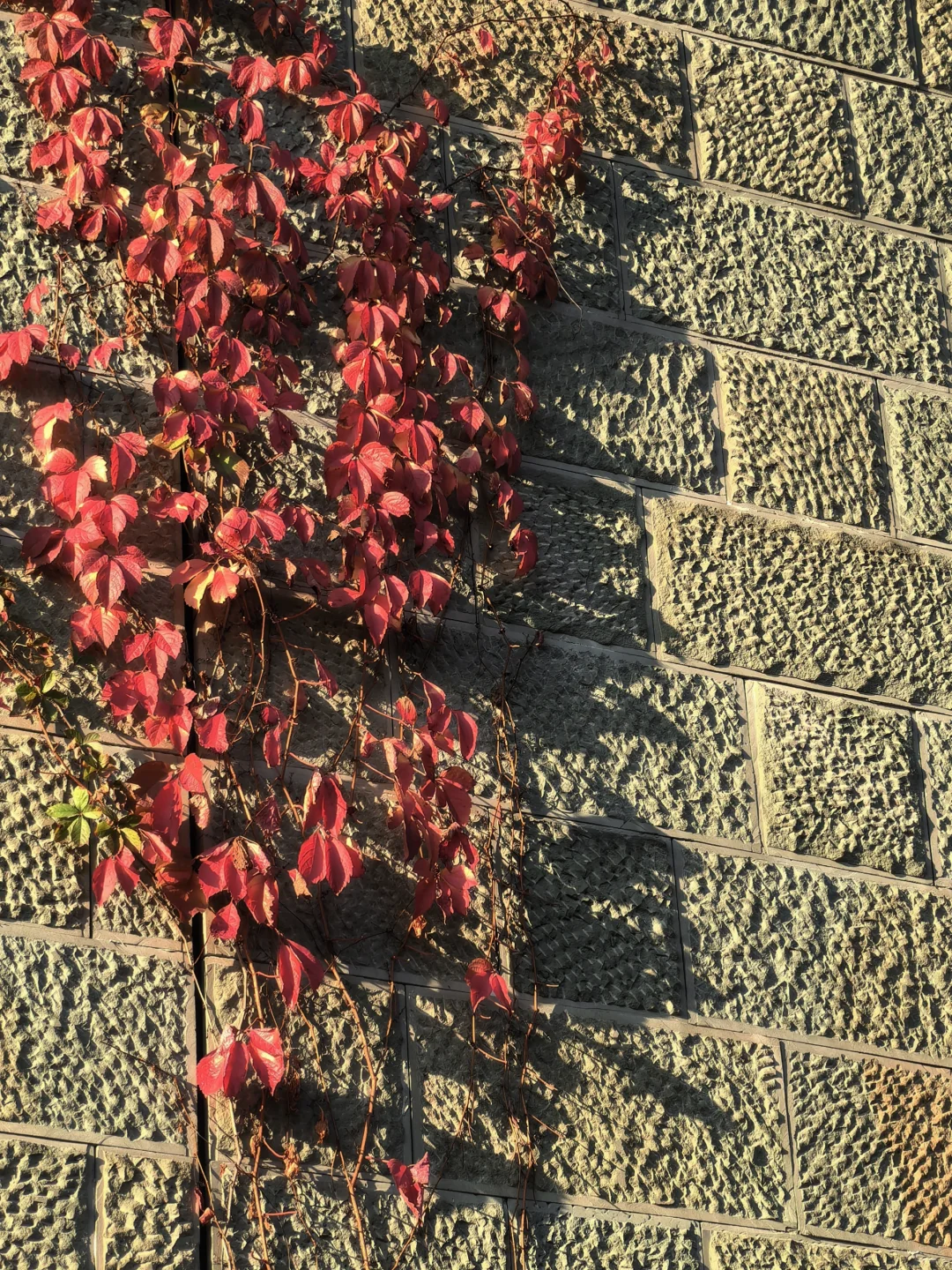 阳光灿烂的日子