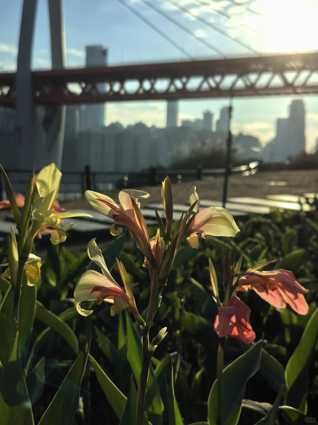 阳光灿烂的日子