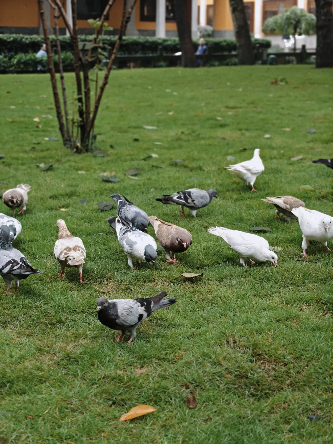 北辰三角洲钢琴老师外出学习篇