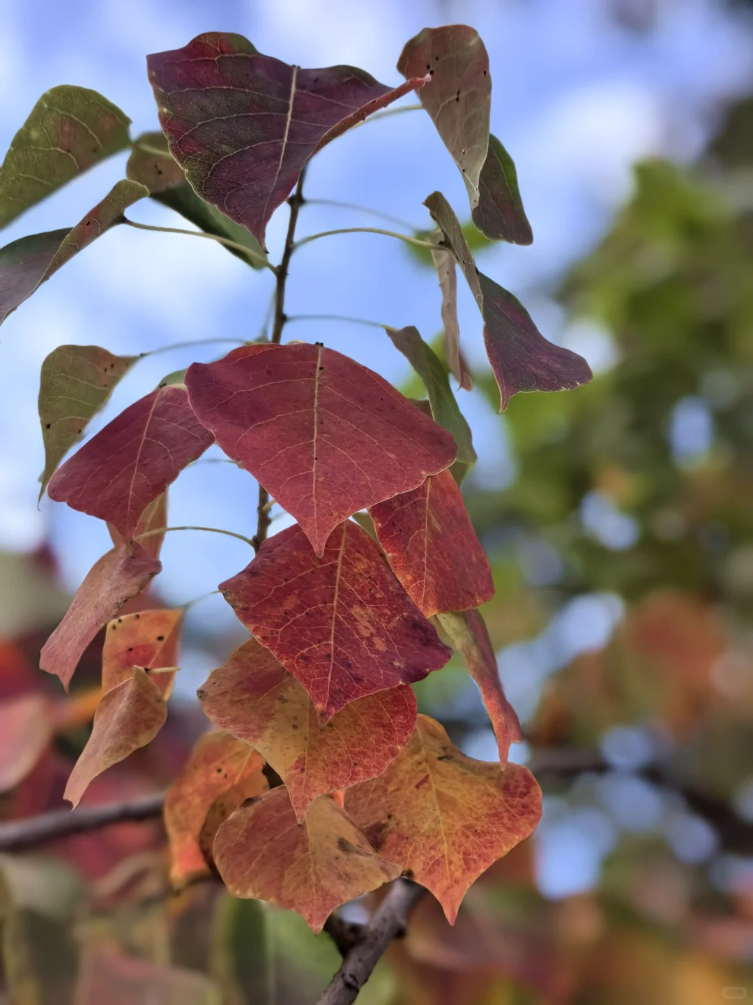 阳光灿烂的日子