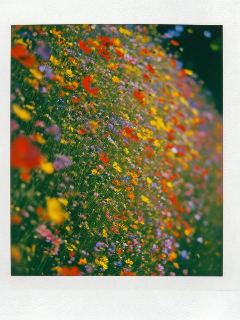 相册里随便找一张照片，然后配上这个BGM