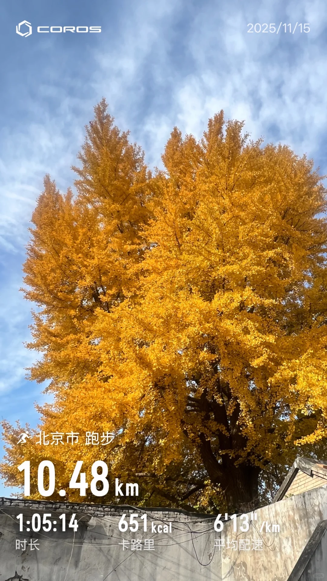 慢跑10公里，路过一颗金色的树