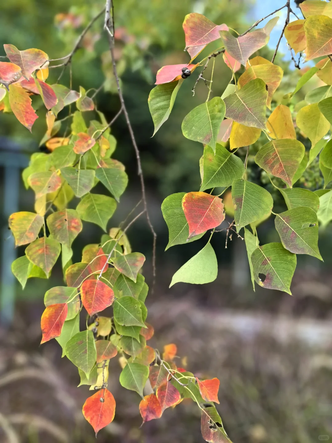 阳光灿烂的日子