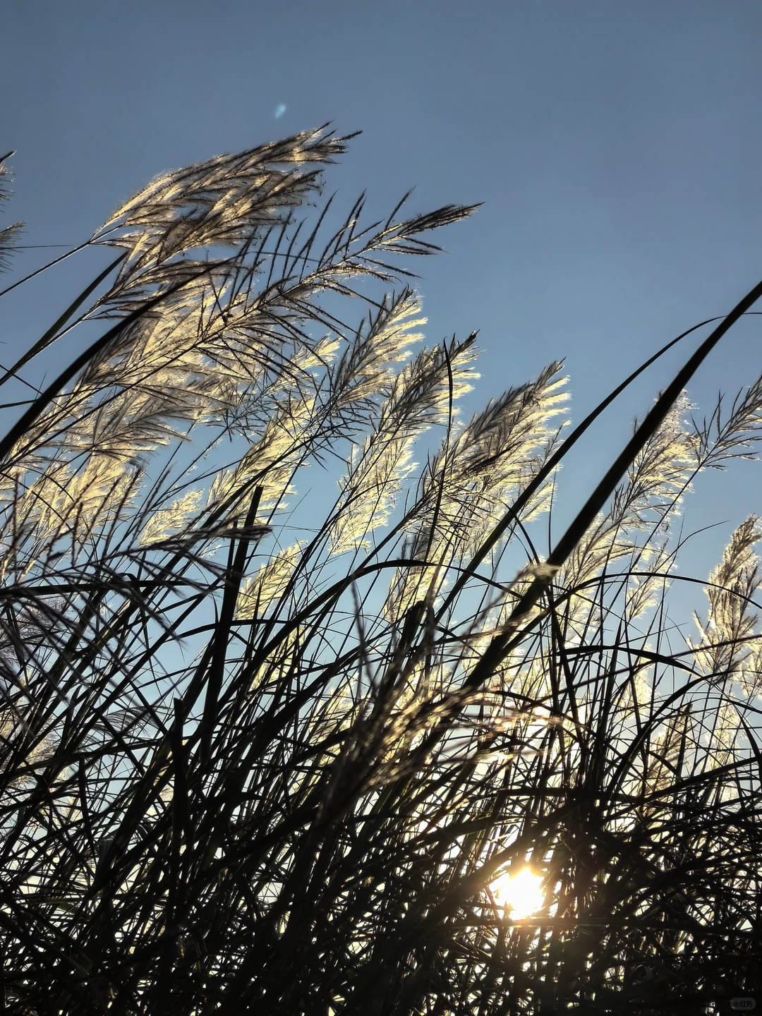 阳光灿烂的日子