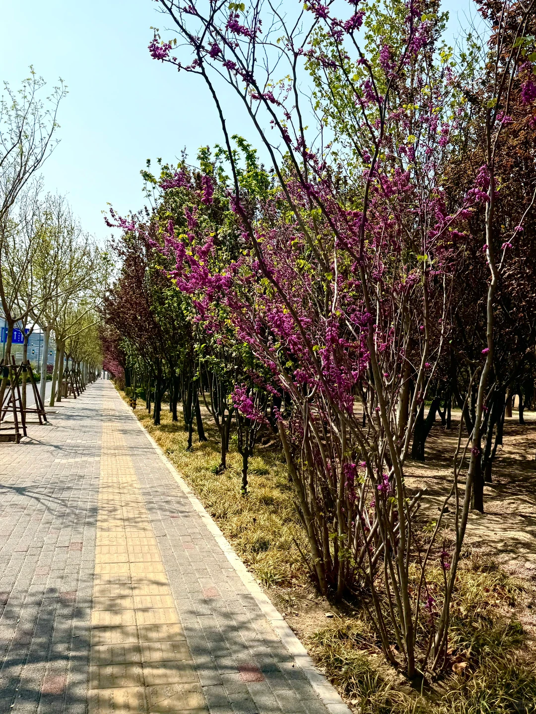 中午恢复跑7km，跑力进步了一点点