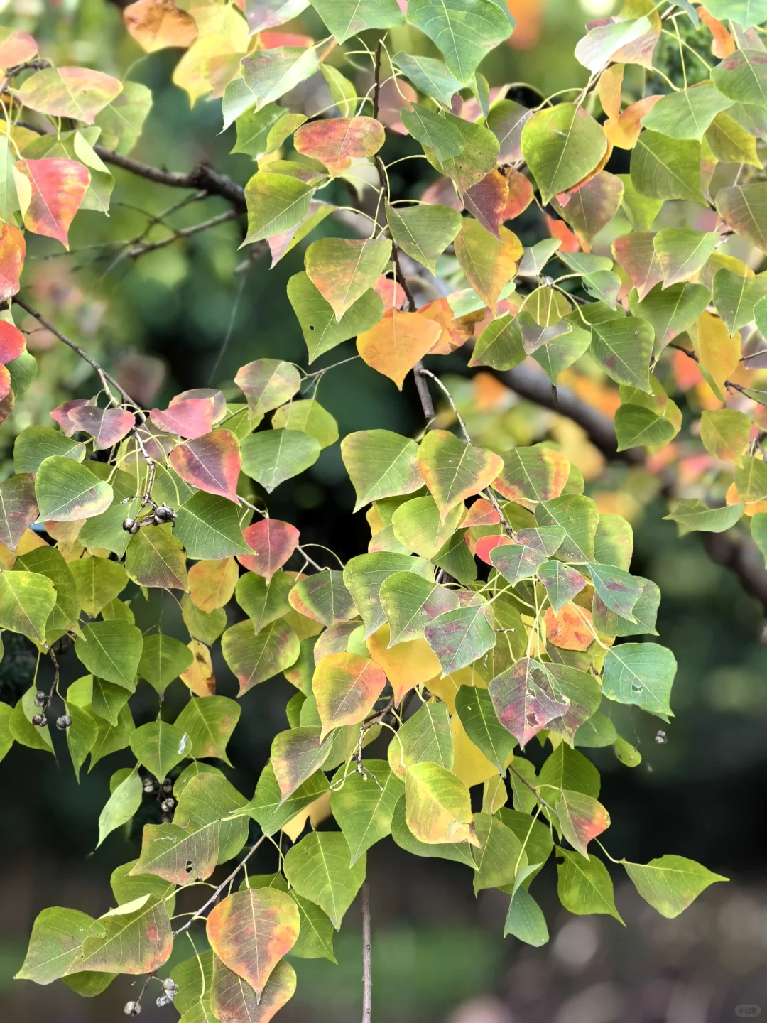 阳光灿烂的日子