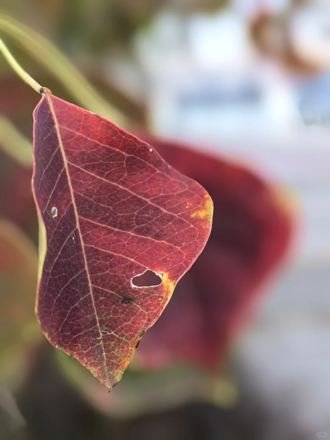 阳光灿烂的日子