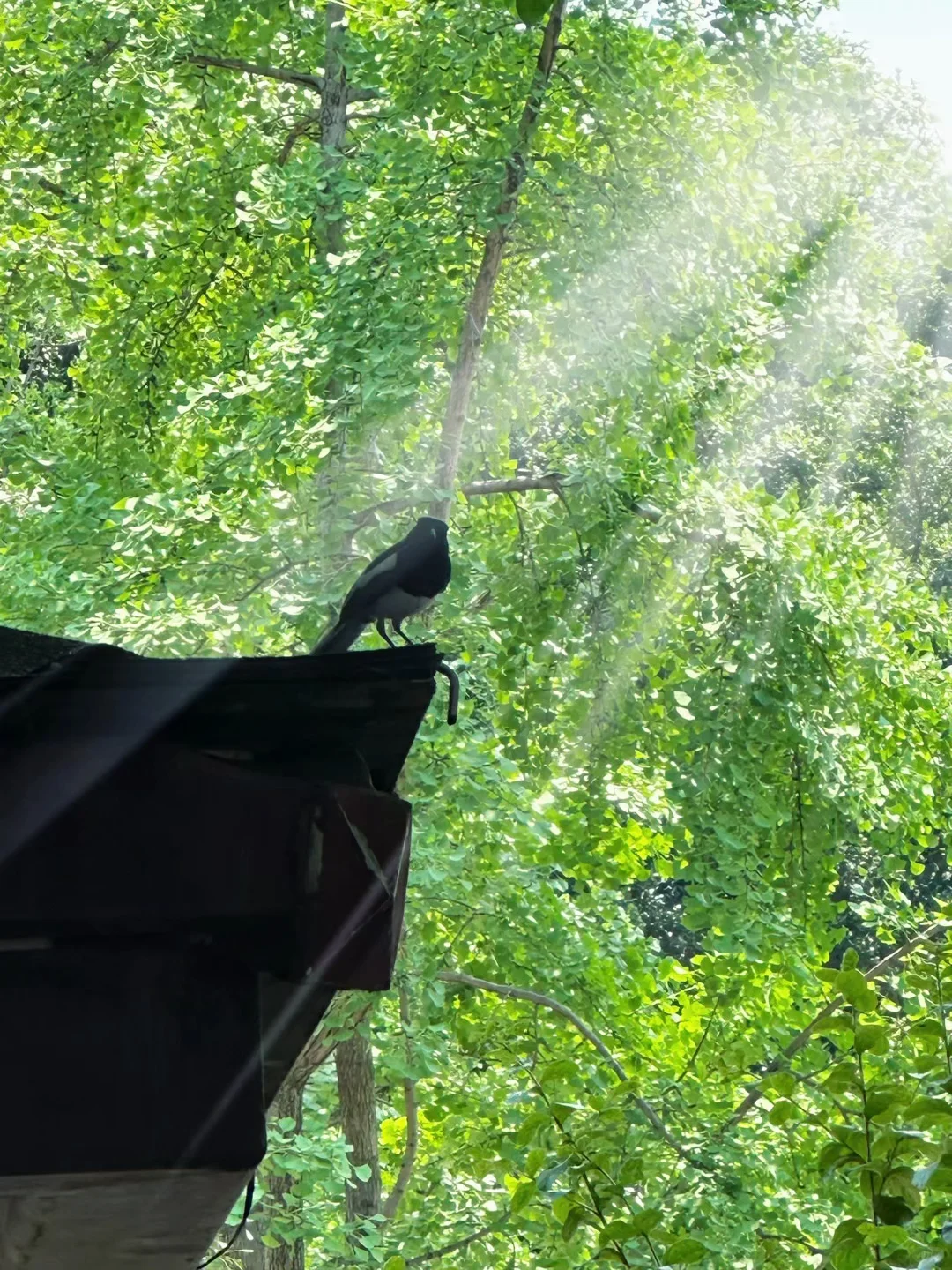 实况配音乐，真的绝美～～