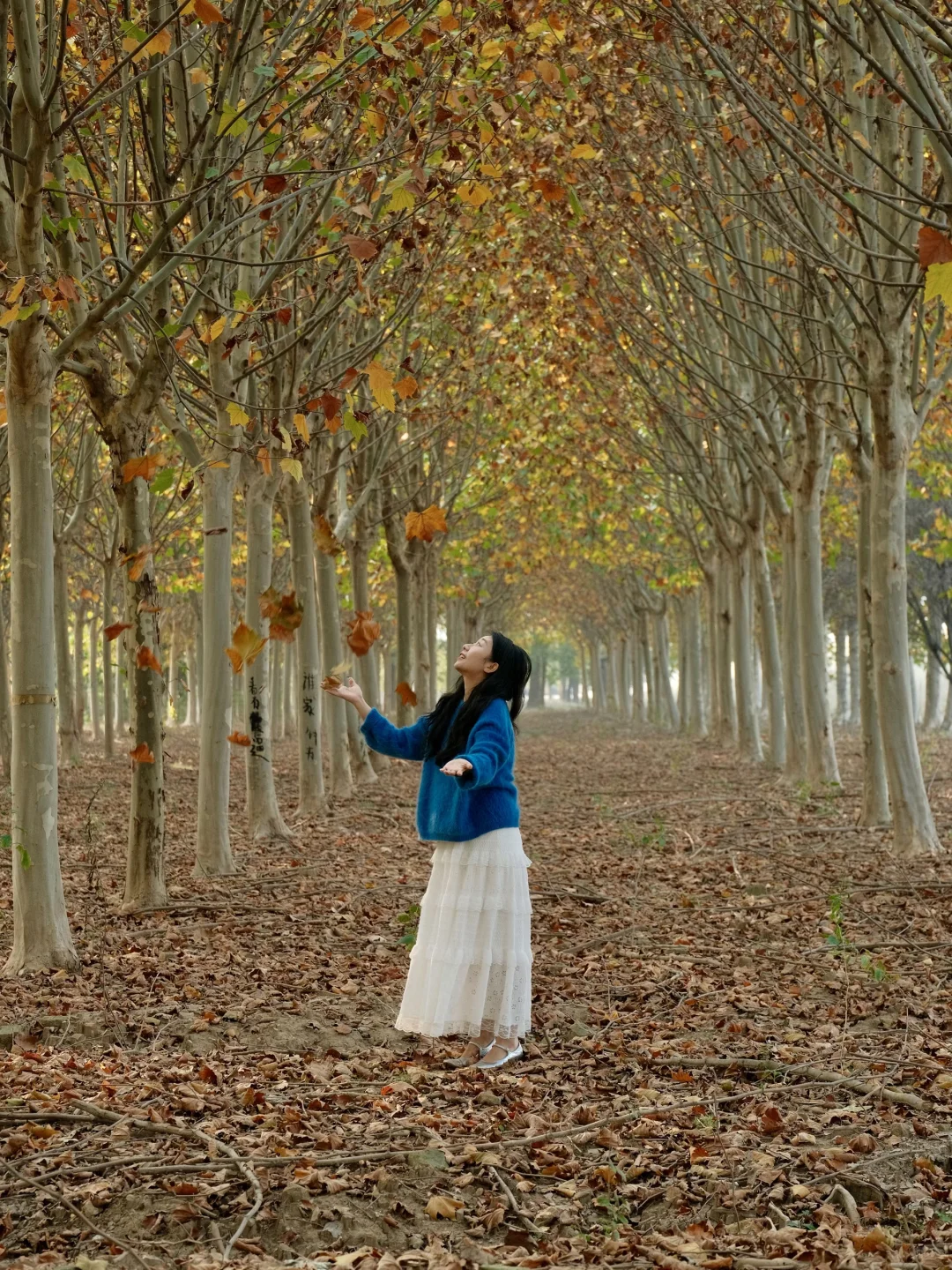 单曲循环《枫》🍁我用第102种方式留住秋天✨