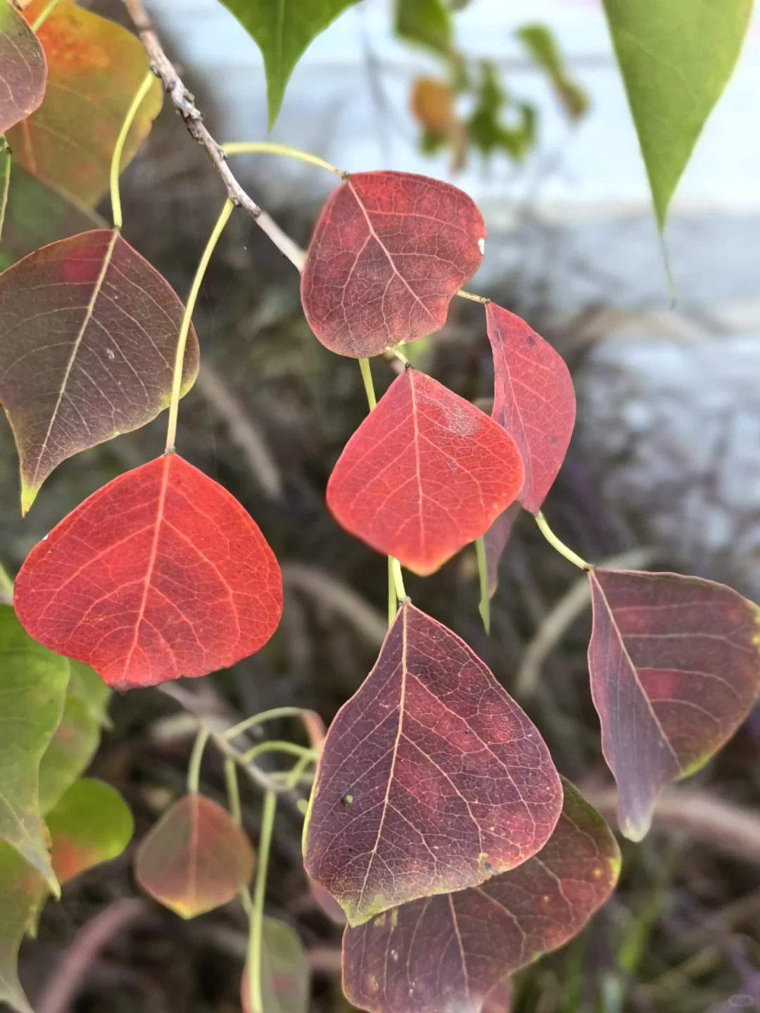 阳光灿烂的日子