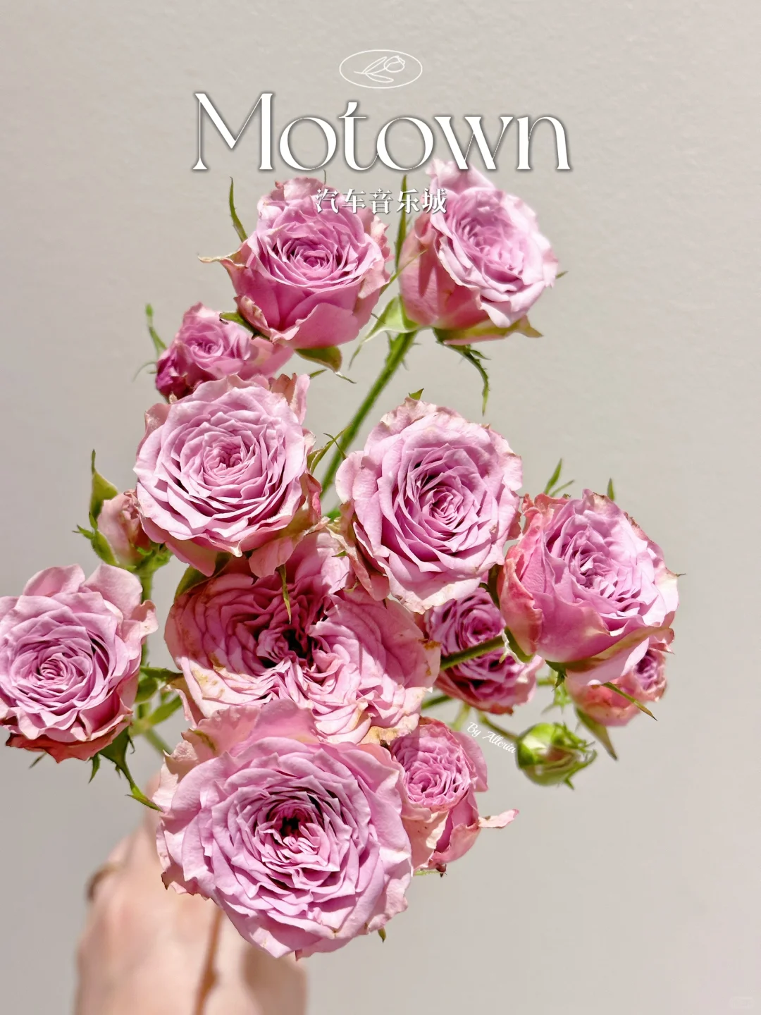 玫瑰｜汽车音乐城 Motown