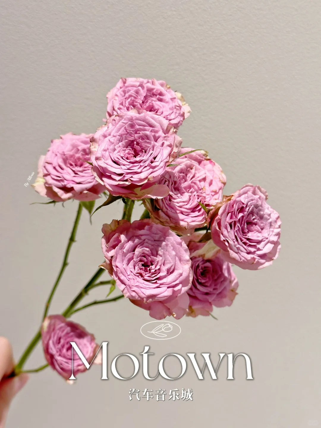 玫瑰｜汽车音乐城 Motown